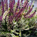 Undgå telefonsvindel: Lær at tjekke, hvem der ringer