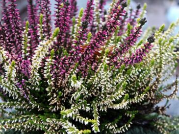 Elkærholm i billeder: Et fotogalleri fra hver årstid